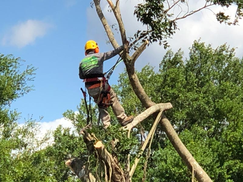 Collier County Florida tree service Company