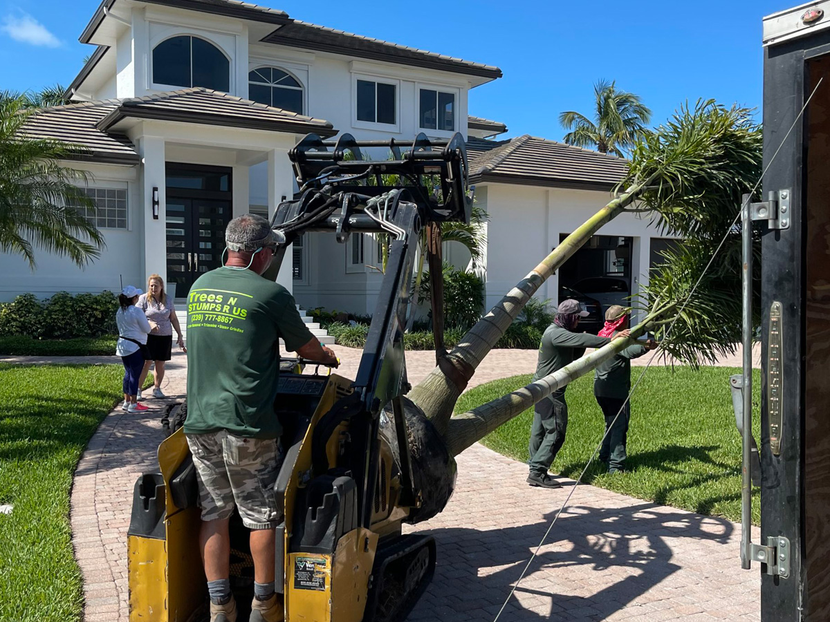 Collier County Florida residential tree services company