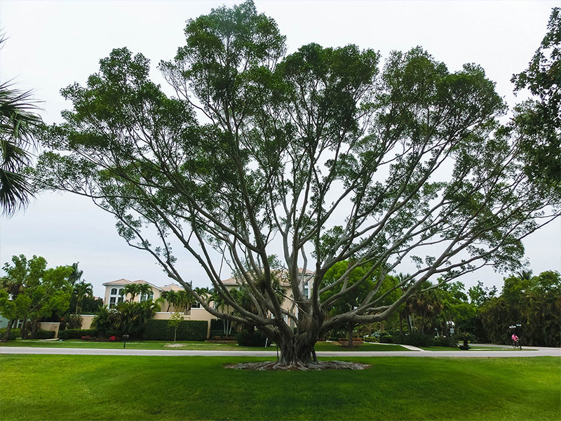 Orangetree Florida tree-service Project Photo