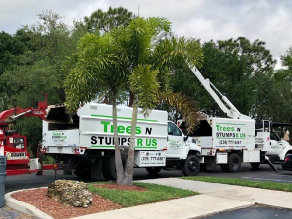 Tree Removal FAQs in Bonita Springs Florida