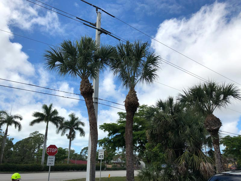 Immokalee Florida tree-service Project Photo