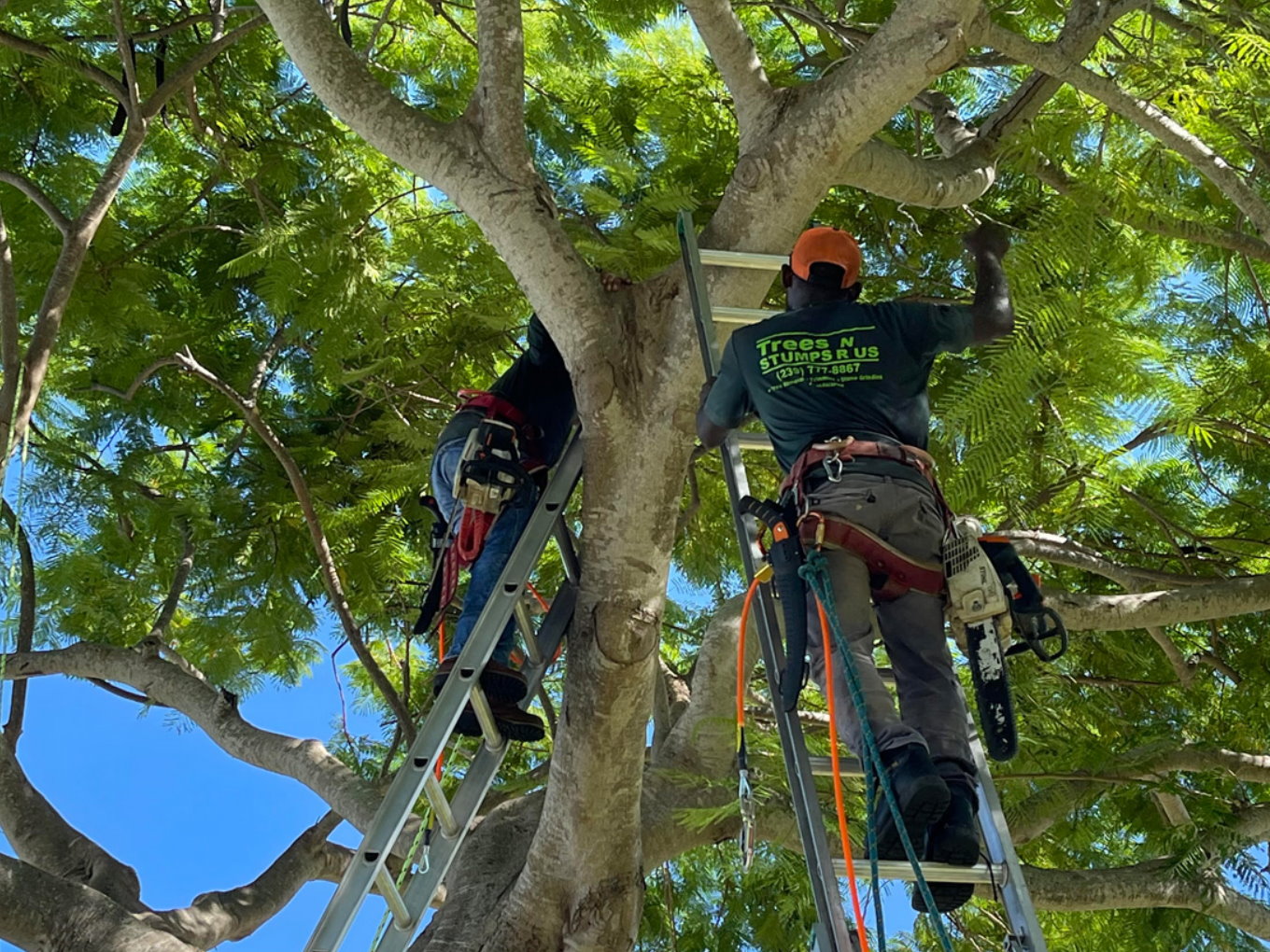 Naples Florida tree-service Project Photo