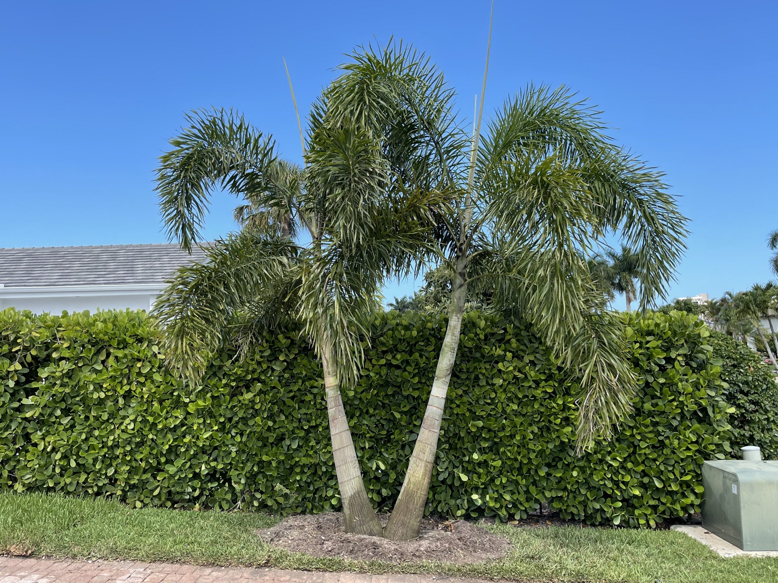 Example of landscaping services in Naples, FL.