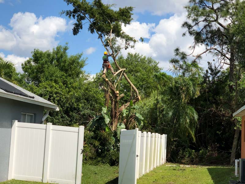 Naples, FL tree trimming service with over 10 years of experience.