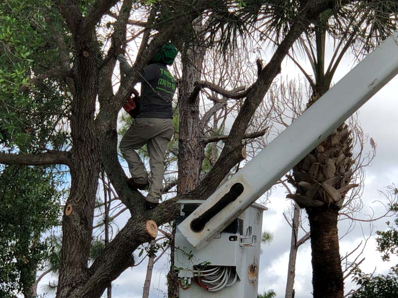 Tree trimming company with over 10 years of experience in Naples, FL.