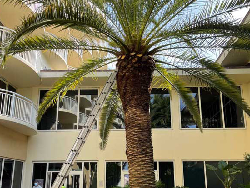 An experienced tree trimming contractor in Naples, FL.