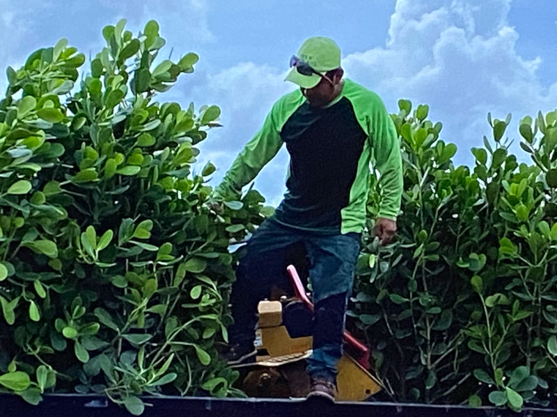 Professional landscaping company in Naples, FL.