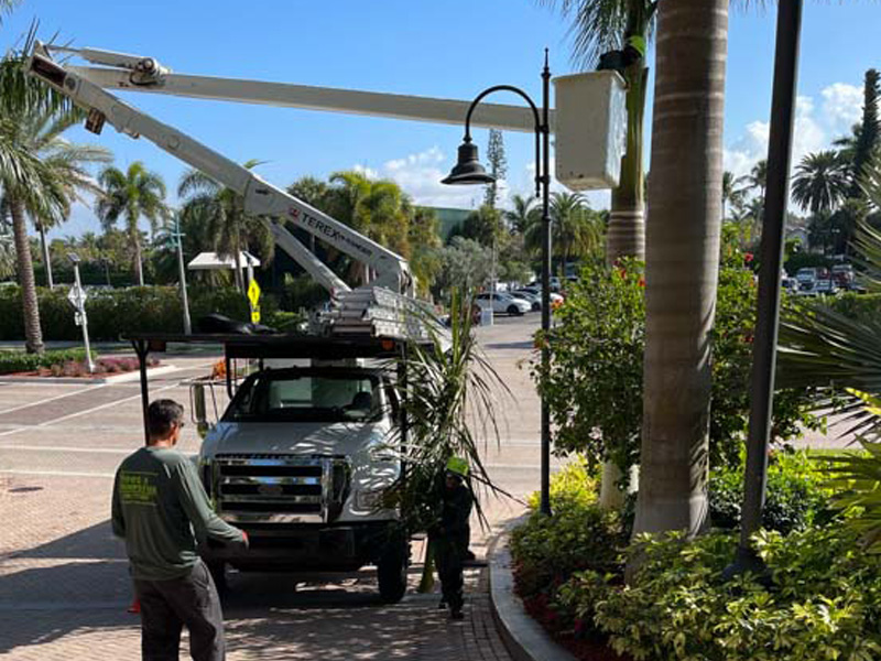 Professional tree service company located in Naples, FL.