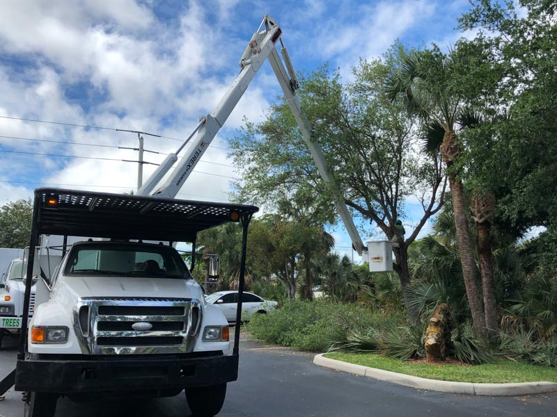 Professional tree trimming service in Naples, FL.