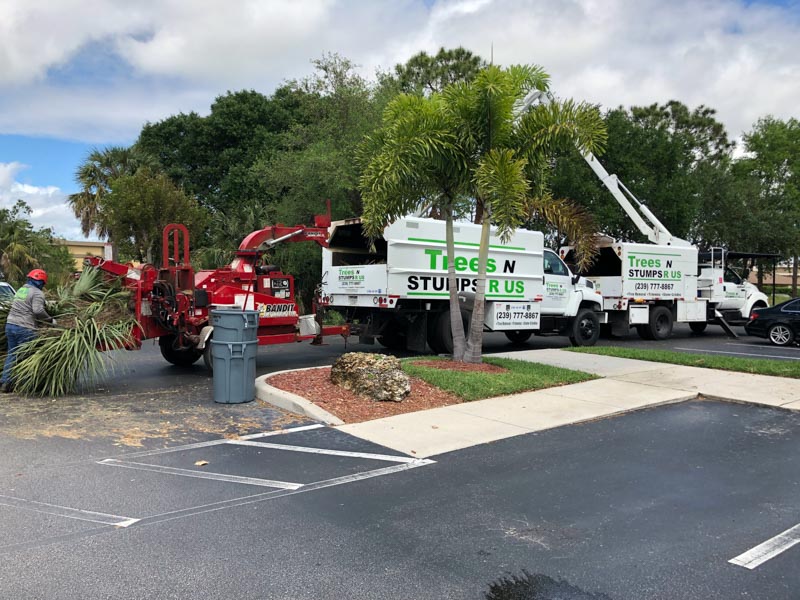 Tree removal company in Naples, FL.