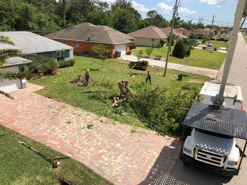 Professional tree removal company in Naples, FL.
