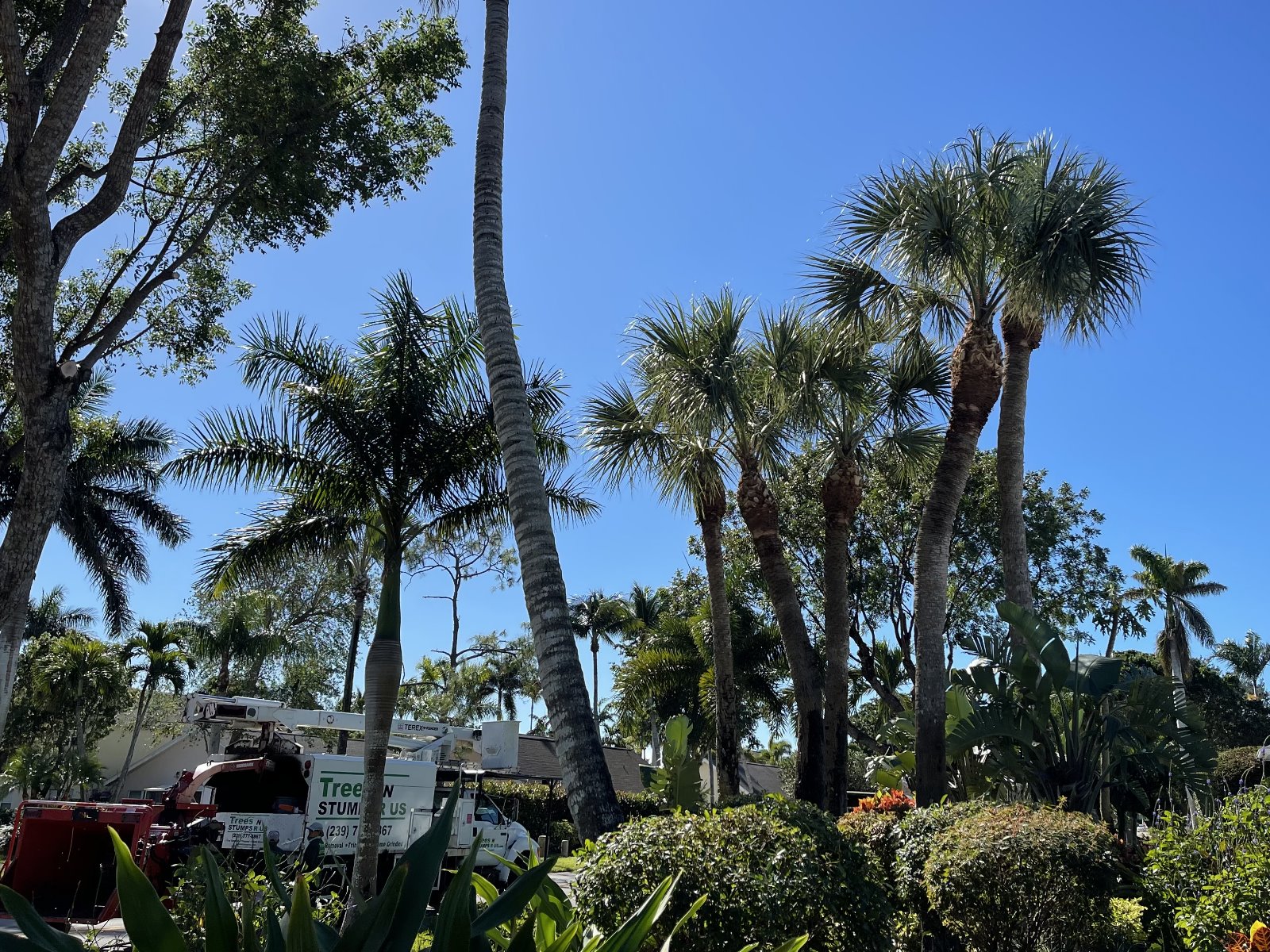 Naples, Florida tree trimming service contractor with over 10 years of experience.