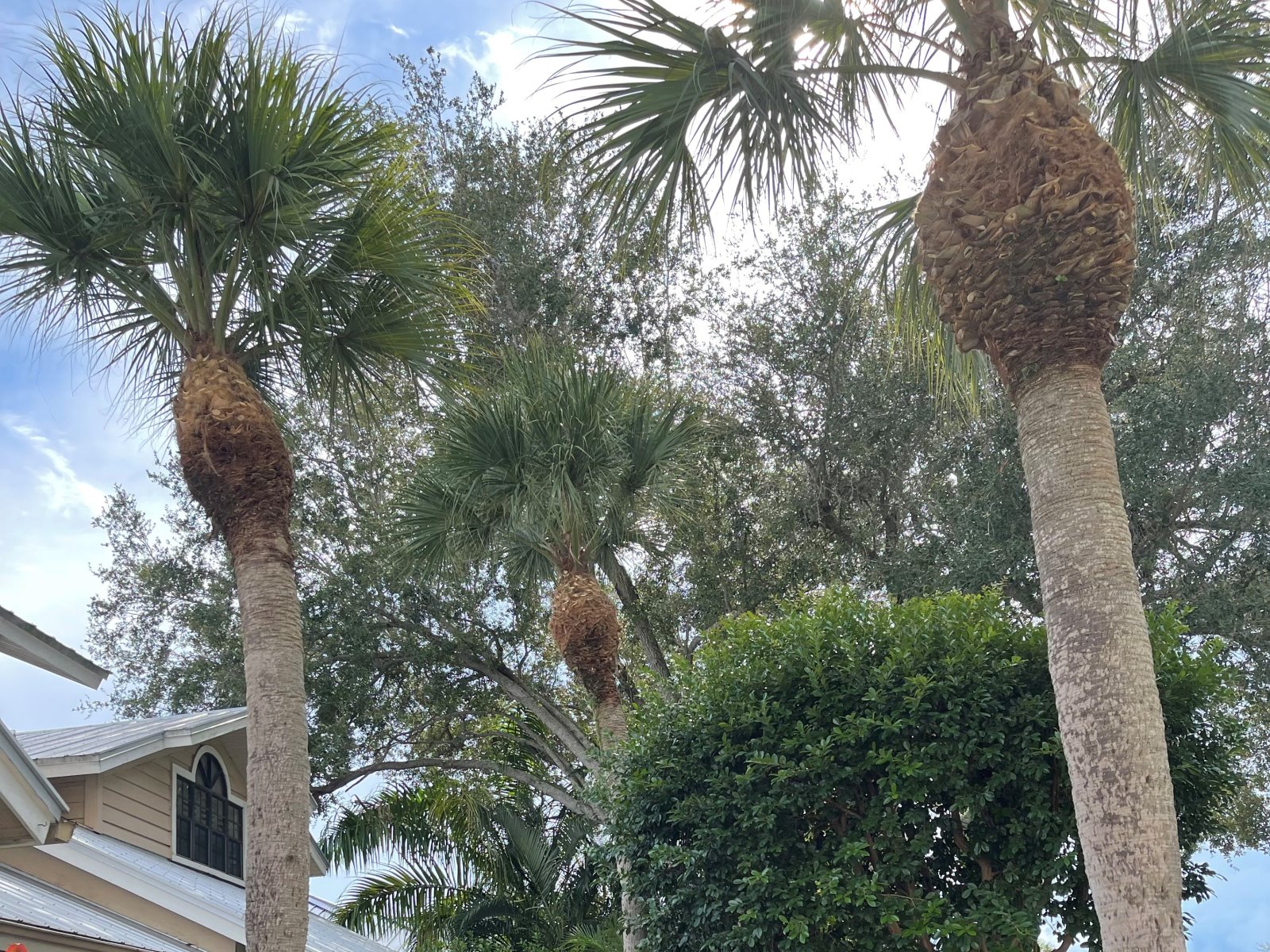 Naples, Florida tree trimming service contractor with over 10 years of experience.