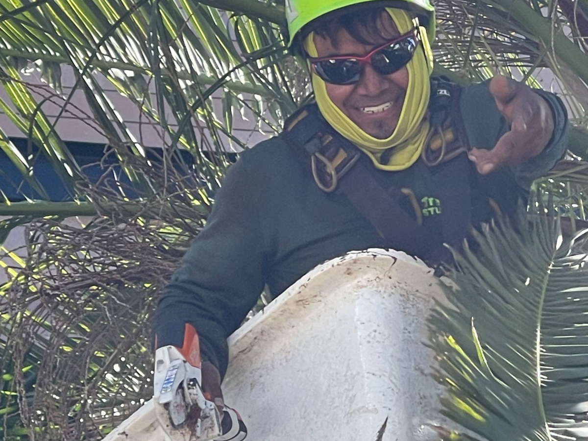 Tree trimming contractor in Naples, FL.
