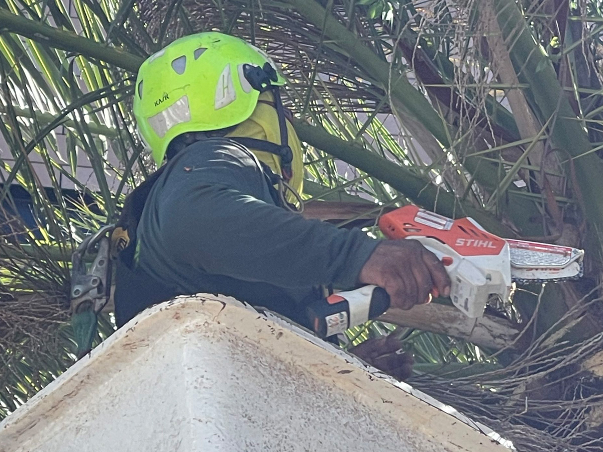 Tree trimming service in Naples, FL.